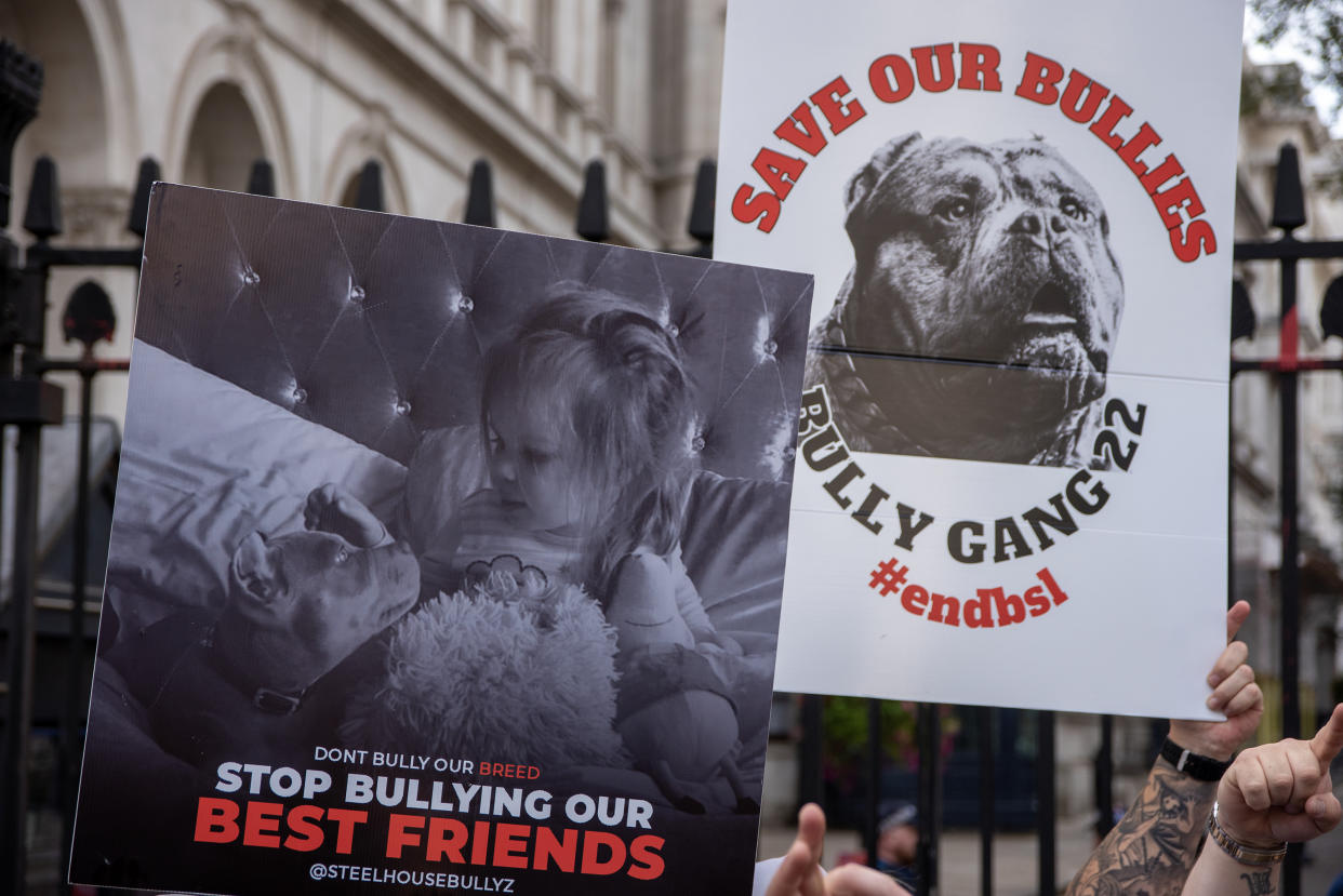 American Bully XL: gobierno de Reino Unido prohibió su tenencia y ahora realiza sacrificios. (Krisztian Elek/SOPA Images/LightRocket via Getty Images)