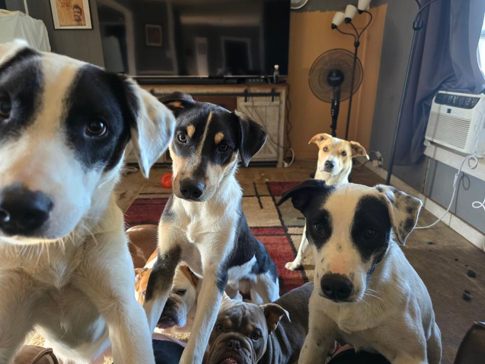 Waylon Wyche's dogs are shown in his living room after Saturday night's tornadoes in Sulphur. His Jack Russell and heeler mixes are Conan, Slagathor, Venkman, Boland and Boudicca. The bulldogs are Nymeria and Chalupa Batman MacArthur, IV, esq., bottom right. Barely visible is Willie Nelson to Nymeria's left.