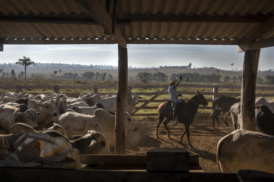 El ganado de la finca de Felipe era recogido para enviar a un matadero. (Victor Moriyama/The New York Times)