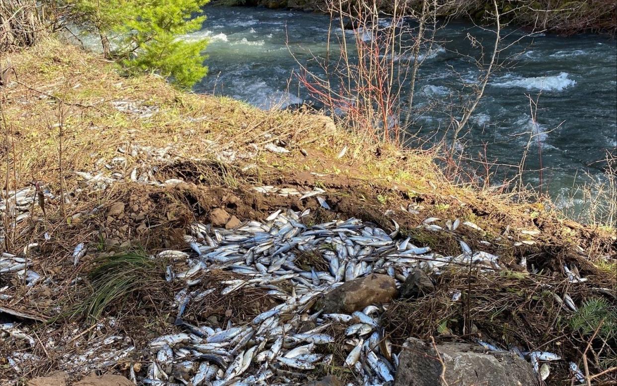 Around 25,000 of the salmon smolts did not make it into the water and died