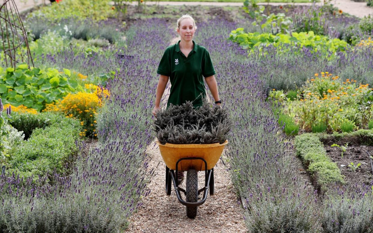 A gardener working at the National Trust's Ham House in Surrey - Jonathan Brady /PA