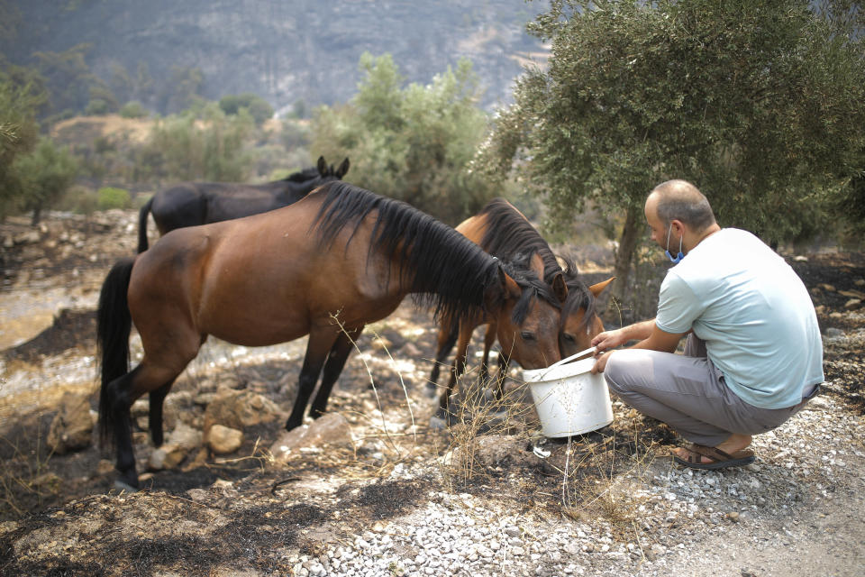 A man gives water to wilde horses in Akcayaka village in Milas area of the Mugla province, Turkey, Friday Aug. 6, 2021. Thousands of people fled wildfires burning out of control in Greece and Turkey on Friday, as a protracted heat wave turned forests into tinderboxes that threatened populated areas, electricity installations and historic sites. (AP Photo/Emre Tazegul)