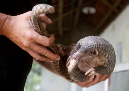 FILE PHOTO: A man holds a pangolin at a wild animal rescue center in Cuc Phuong, outside Hanoi, Vietnam