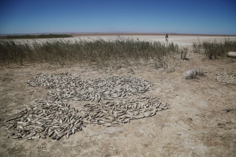 Dried up fish lie on the shore of the dried up Lake Hamun. The Iranian province of Sistan and Baluchistan is facing increasing desertification, with residents struggling with scorching heat, drought and sandstorms. Mohammad Dehdast/dpa