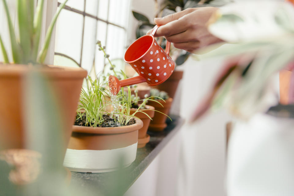 Deine Pflanzen solltest du am besten in den frühen Morgenstunden gießen, damit das Wasser nicht allzu schnell verdunstet. (Bild: Getty Images)