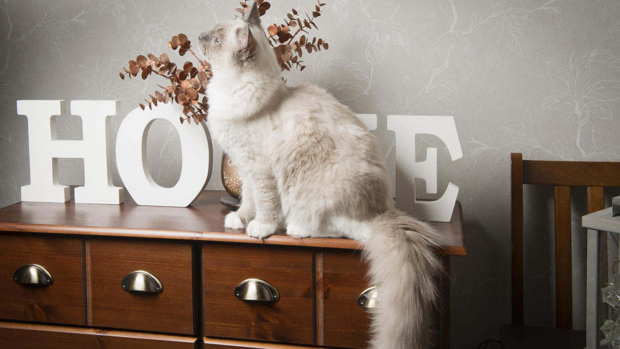 Ragdoll cat sitting in home