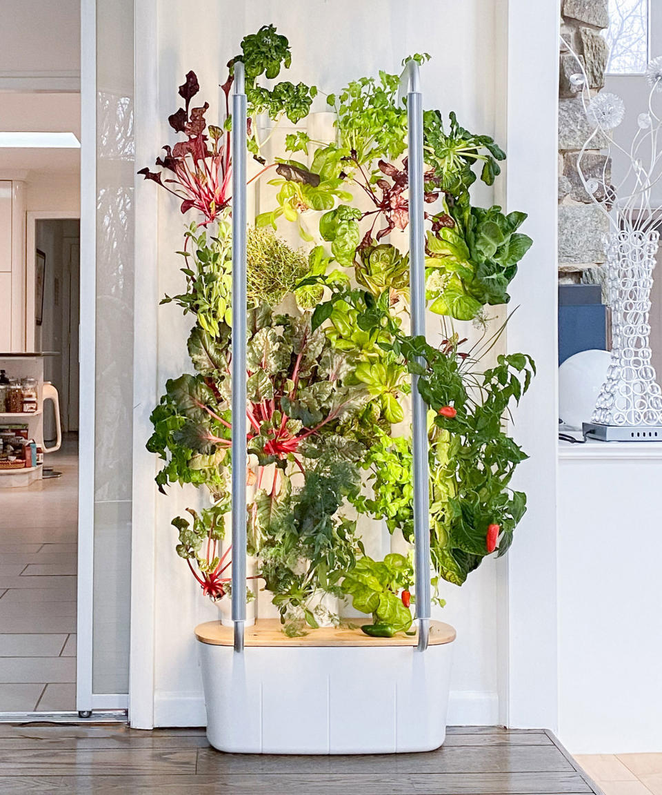 hydroponic gardening tower with leafy greens in kitchen