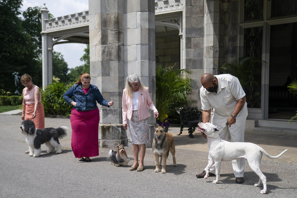 From left, a barbet, biewer Terrier, Belgian laekenois and dogo Argentino are presented for journalists during a news conference, Tuesday, June 8, 2021, in Tarrytown, N.Y., at the Lyndhurst Estate where the 145th Annual Westminster Kennel Club Dog Show will be held outdoors, (AP Photo/John Minchillo)