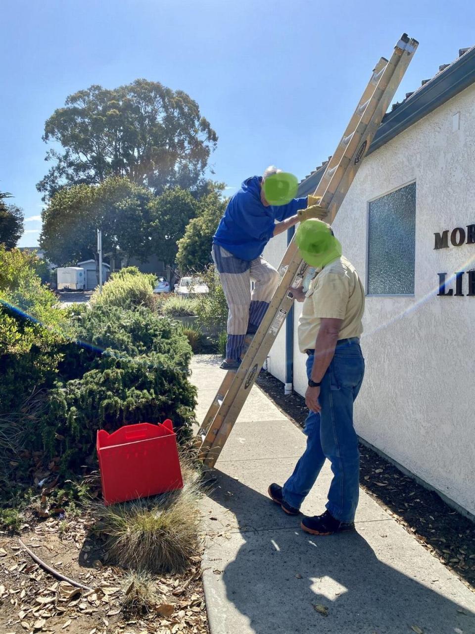 The seagull was returned to the roof by Pacific Wildlife Care.