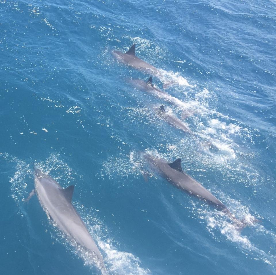 Officials are warning that a dolphin has gotten too aggressive on North Padre Island and is separating adults from children in the water.