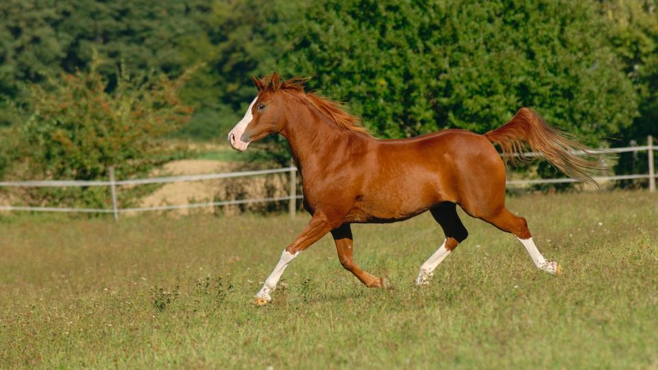 Arabian Horse