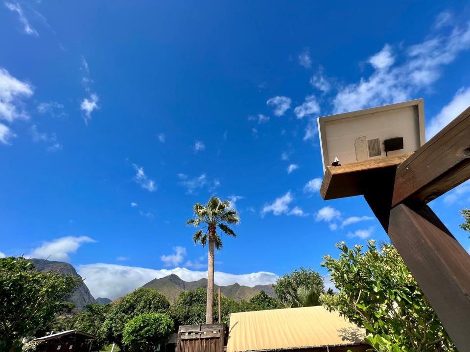 view of lue skies and one palm tree