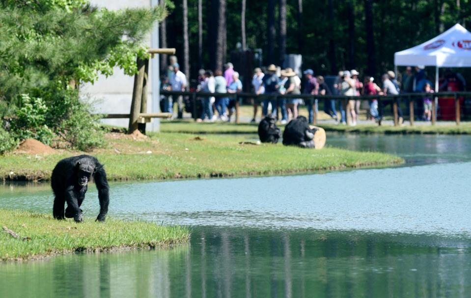 The Chimp Haven Chimpanzee Discovery event Saturday morning, April 13, 2024 in Eddie D. Jones Nature Park in Keithville, Louisiana.