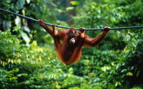 See orangutans in Borneo - Credit: GETTY