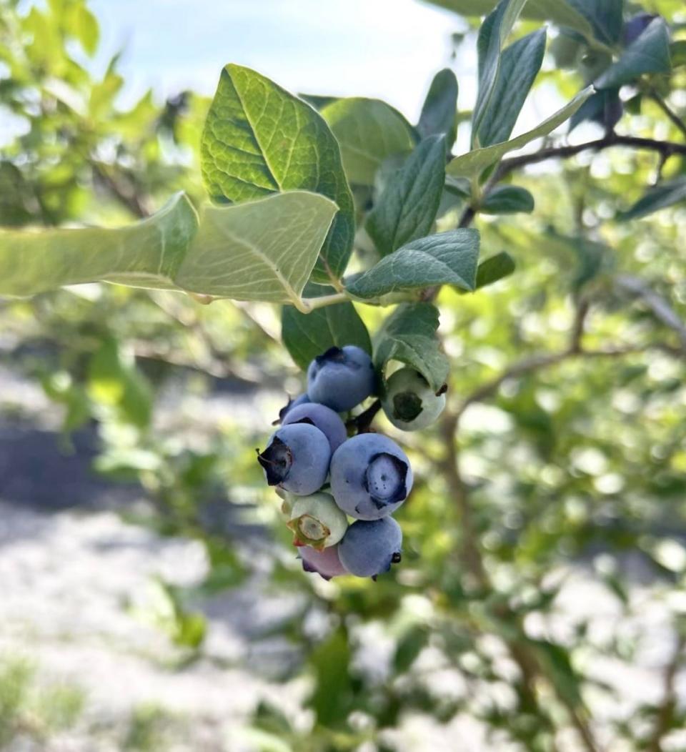 Blueberries are just starting to turn blue at Champion U-Pick Blueberry Farm in Whiting.