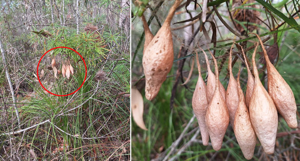 Magnificent spider egg sacs hanging from tree. 