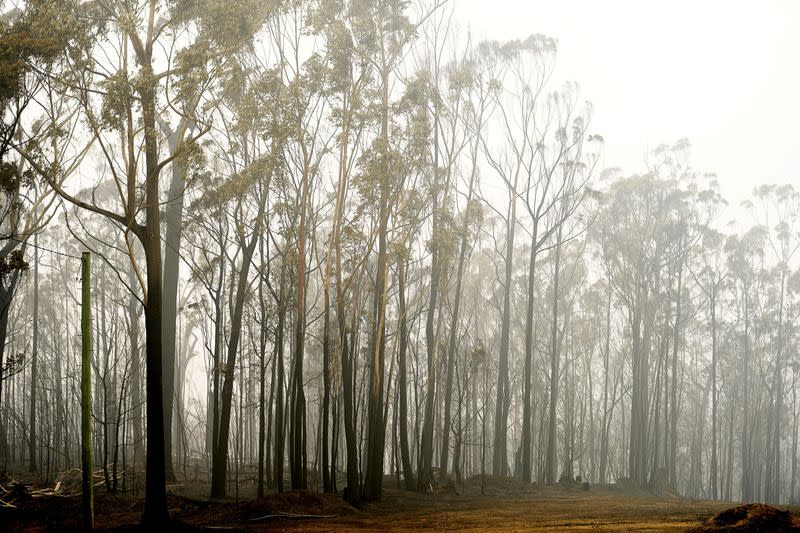 Bushfires in Eden, Australia