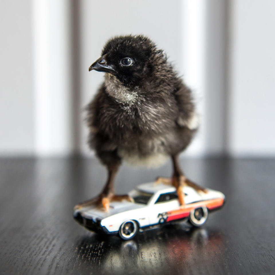 <p>A chick stands on the top of a hot rod. (Photos: Alexandra C. Daley-Clark/sillychickens.com) </p>