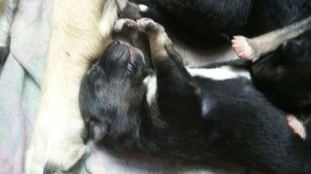 One of Keisha's 12 puppies days after it was born.