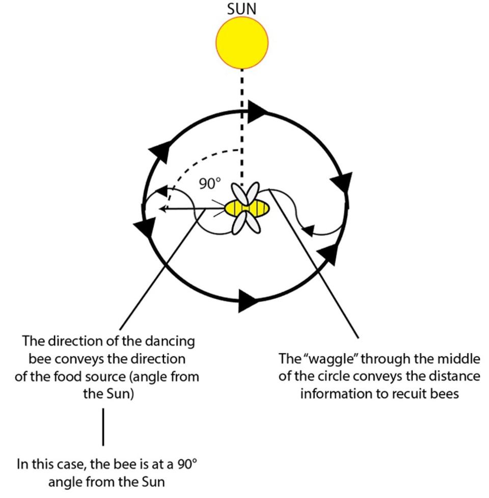 The waggle dance is performed by worker bees, which are all female. Scarlett Howard