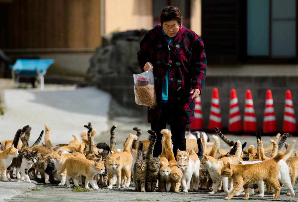 AOSHIMA Japan cats