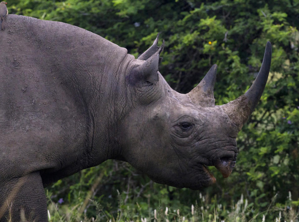 rhinoceros south africa