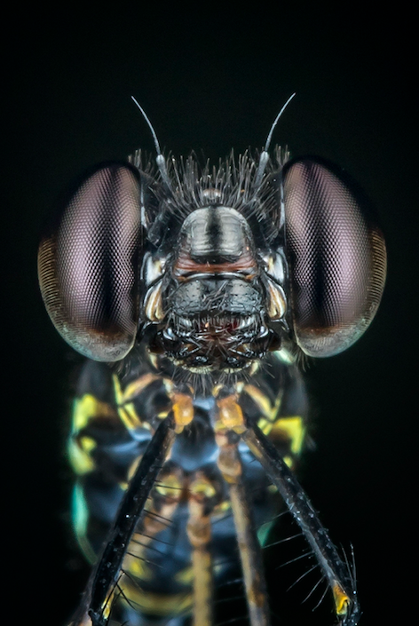 Flies have thousands of tiny lenses called ommatidia in their eyes, which allow them to see 360 degrees at once.