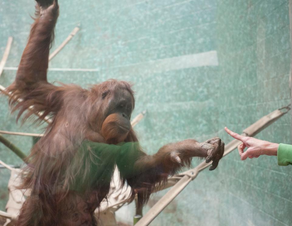 Bella, an orangutan at the Louisville Zoo, reaches out to touch a human finger through a glass partition on Nov. 4, 2018.