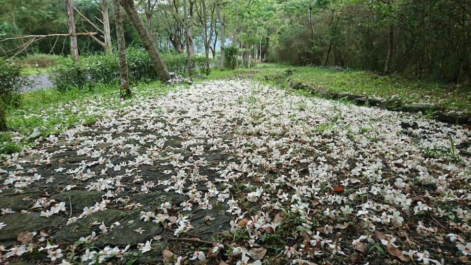 永安桐花公園（圖片來源：客家桐花祭）