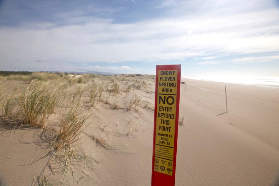 Signs designate areas for people to avoid during western snowy plover nesting season at New River beach on the south Oregon Coast.