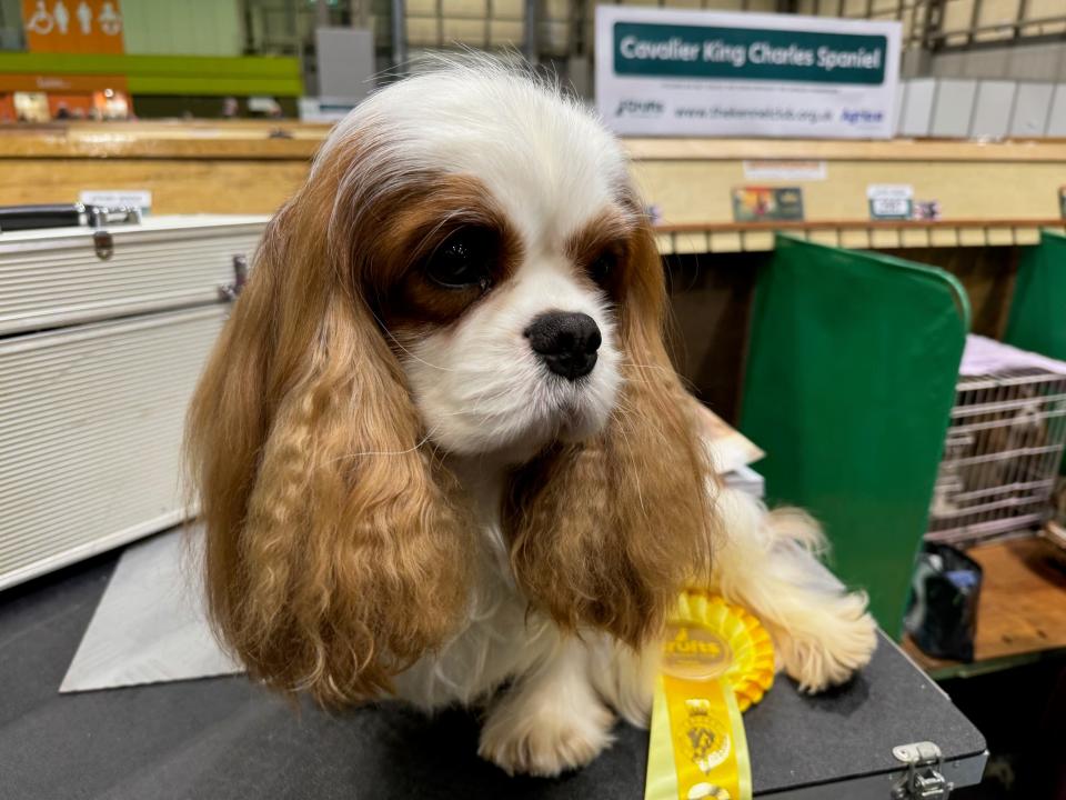 "Teddy," a Cavalier King Charles, is seen at Crufts with his third place medal, on March 7, 2024.