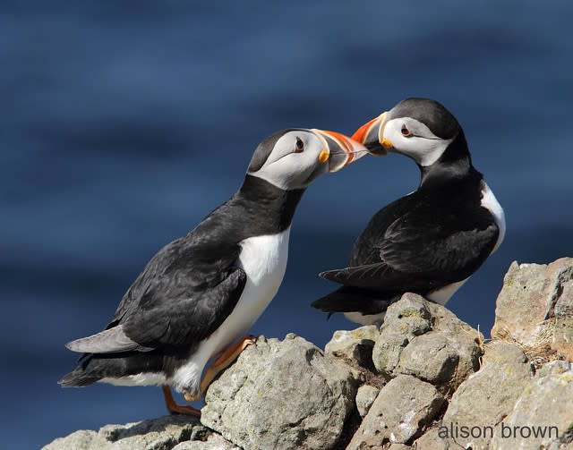 Puffin Love - Explored!