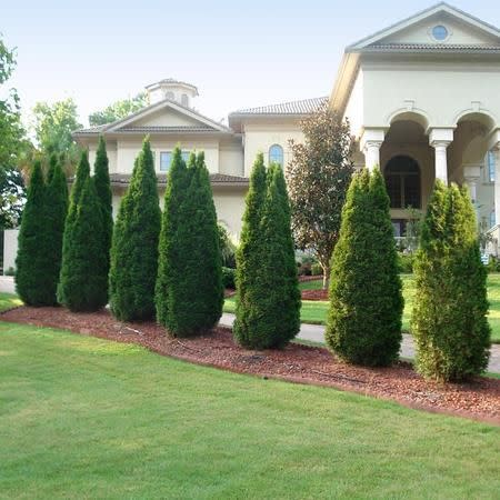 6) Emerald Green Arborvitae