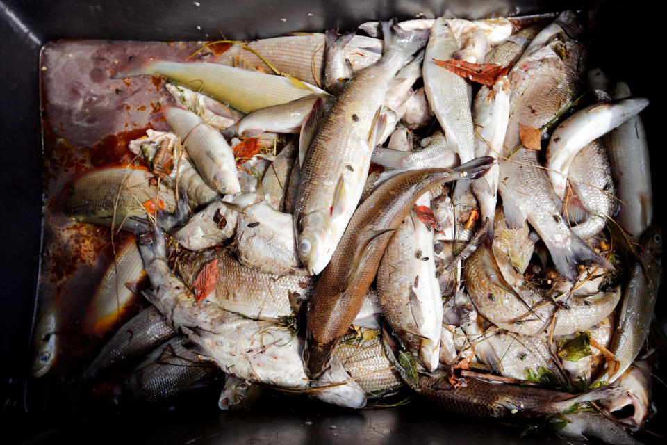 <p>Fish, found dead in the Rhine River, lie in a box in Neuhausen am Rheinfall, Switzerland, Aug. 6, 2018. (Photo: Arnd Wiegmann/Reuters) </p>