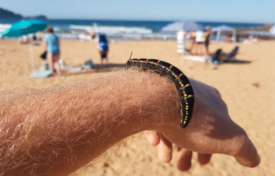 A curious beachgoer has been criticised on social media for picking up and photographing a huge caterpillar in his quest to identify the fascinating insect. Source: Benedikt/Reddit