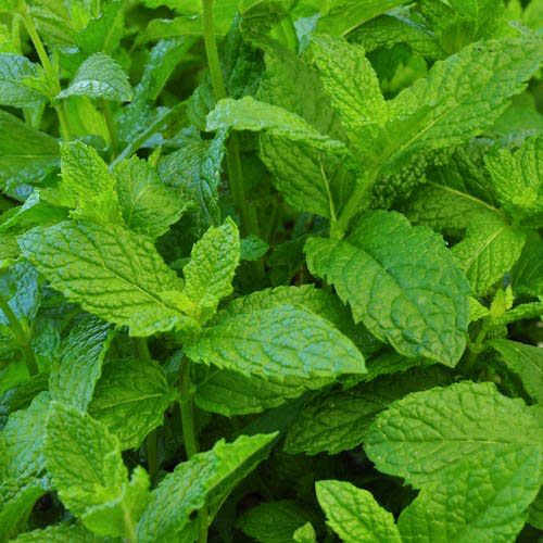 Clovers Garden Mojito Mint Plant - Two (2) Live Plants – Not Seeds –Each 4