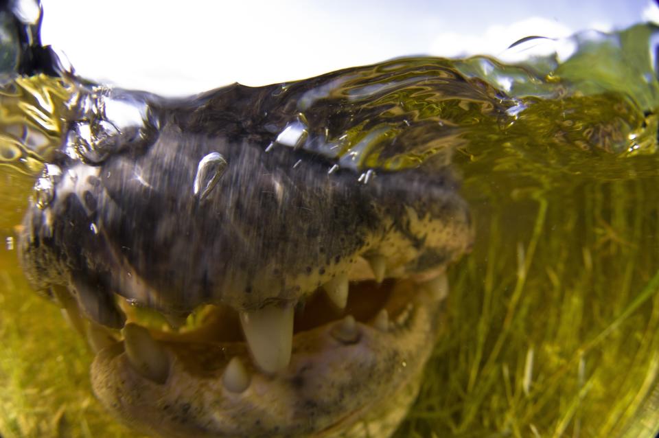 Close up picture of an American Alligator in Everglades, Florida. The pictures were taken so close that at one point the eight-foot 200 pound male American alligator was nudging the photographer's camera aggressively with his nose. It opens its powerful jaws showing rows of fearsome teeth, which are capable of ripping a human's arm clean off. Photographer, Todd Winner, 52, from Vilano Beach, Florida was driving close to the marshy state everglades with his friend, Adam Lintz, 35, from Michigan when they spotted the huge alligator in a marsh by the roadside.