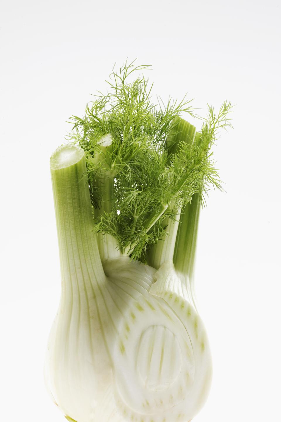 Fennel