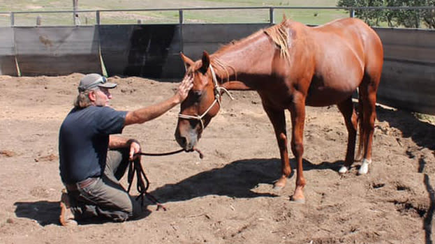 Accused rapist Greg Douglas pictured patting a horse. 