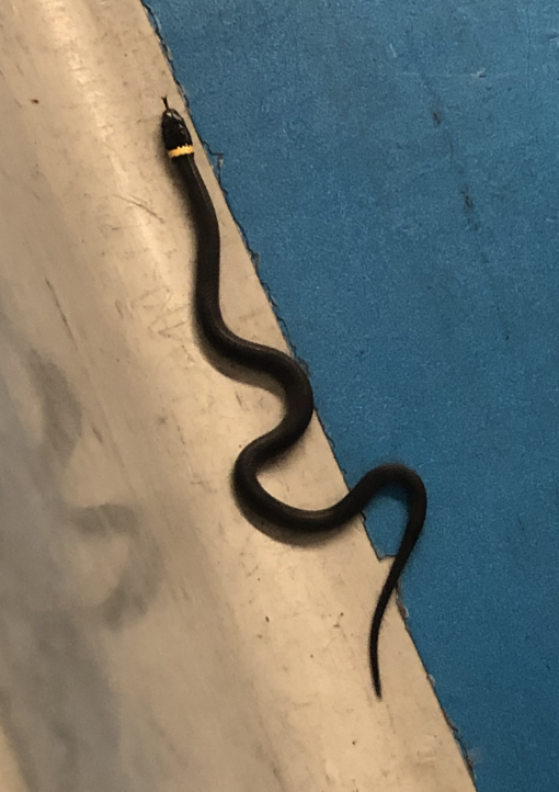 This ringed-neck snake made an appearance at a TSA checkpoint at Newark Liberty International Airport on Monday, Aug. 19.