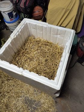 Lindsay Bailey lines outdoor cat shelters with straw.