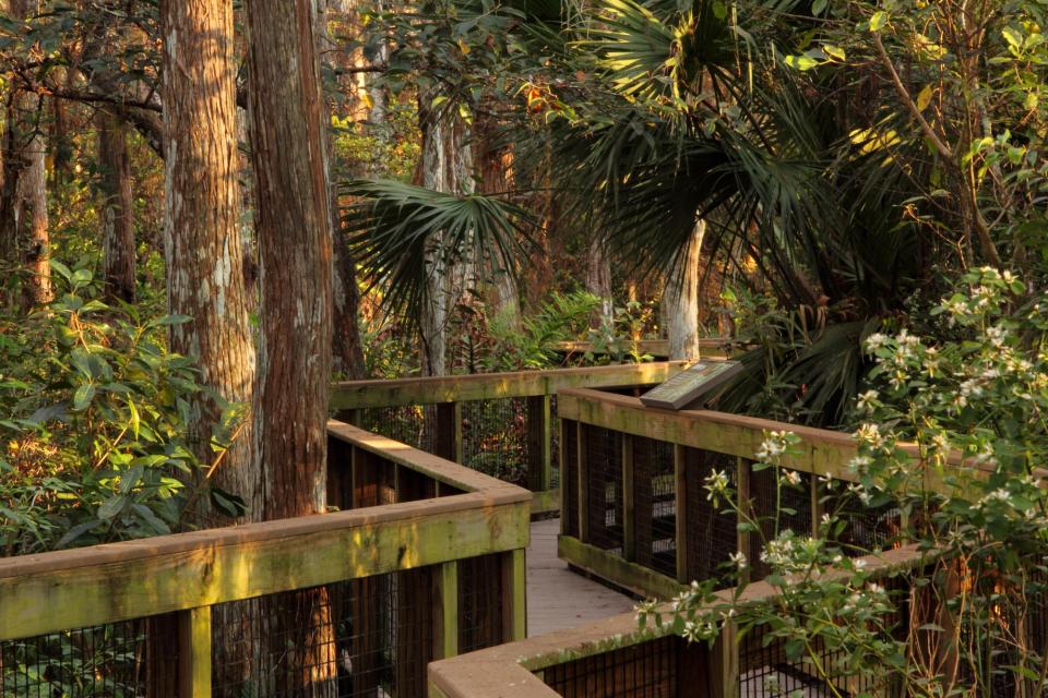 Big Cypress Boardwalk Trail