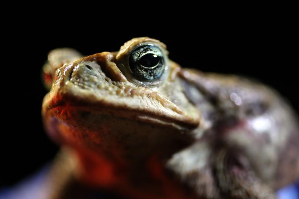 A cane toad can kill your pet without moving a muscle — all it takes is one lick from a curious cat or dog. Getty Images