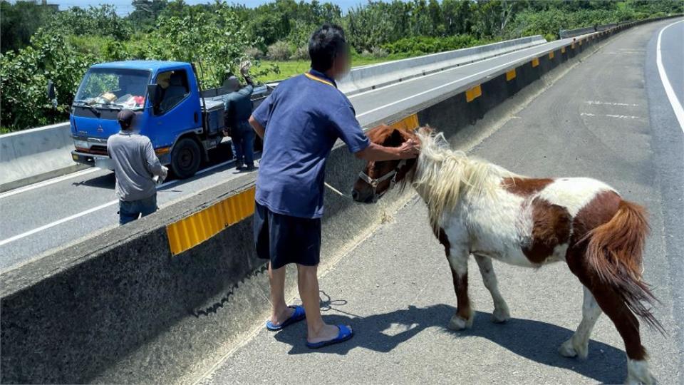 蹺家「迷你馬」誤闖西濱！　快速道路真變「馬路」