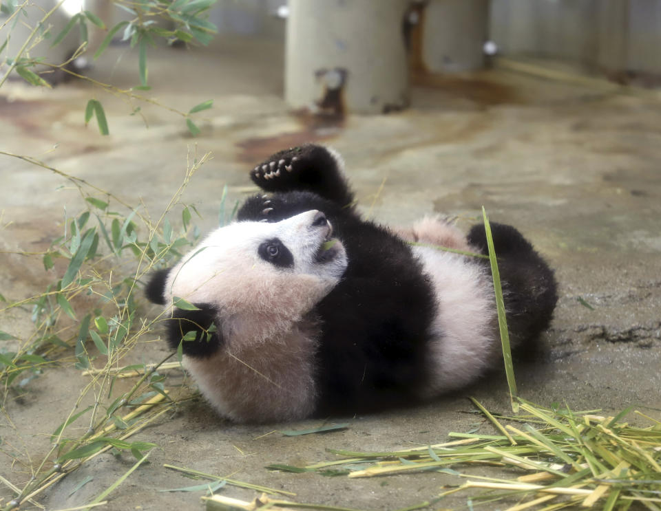 Female giant panda cub Xiang Xiang plays in a cage during a press preview at the Ueno Zoological gardens in Tokyo Monday, Dec. 18, 2017. A baby panda has made a special appearance before Tokyo’s governor, a group of local schoolchildren and the media one day ahead of its official public debut. Xiang Xiang, a 6-month-old female giant panda, will debut Tuesday, Dec. 19, in a limited public viewing for avid fans who obtained tickets through a highly competitive lottery process. (Yoshikazu Tsuno/Pool Photo via AP)