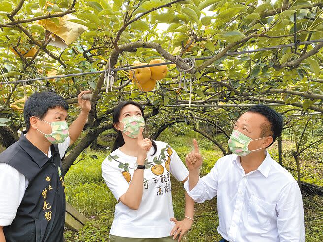 嘉義縣政府、竹崎地區農會15日舉辦竹崎高接梨上市記者會，縣長翁章梁（右）、竹崎地區農會總幹事林孟怡（中）及竹崎鄉長曾亮哲（左）皆稱讚竹崎高接梨又大又甜又多汁。（張亦惠攝）