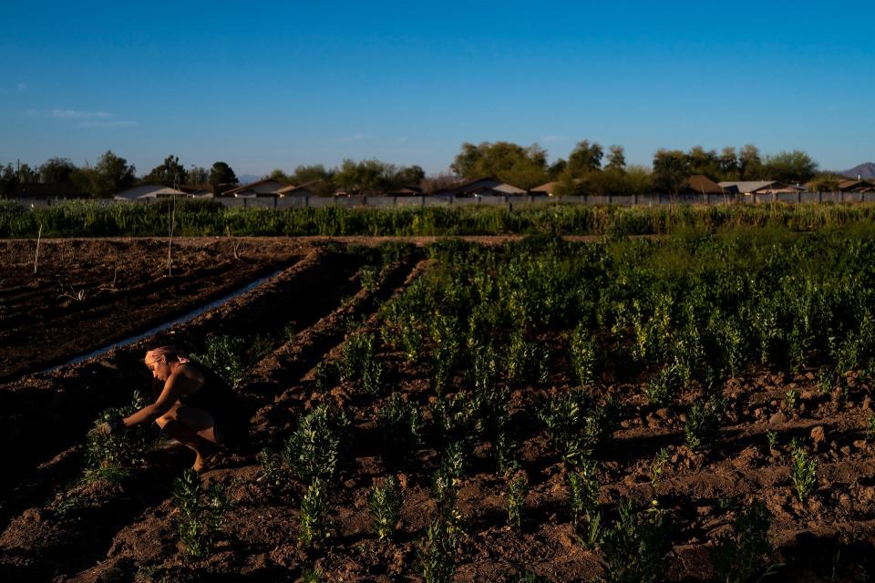 Alexis Ruby Trevizo picks weeds at Food Forest Cooperative on March 17, 2022, in Phoenix. The farm co-op is a 1.5-acre plot of land located on Spaces of Opportunity in south Phoenix.