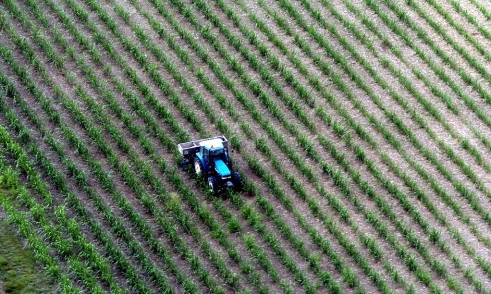 Sugar cane growing in the Bundaberg region of central Queensland.