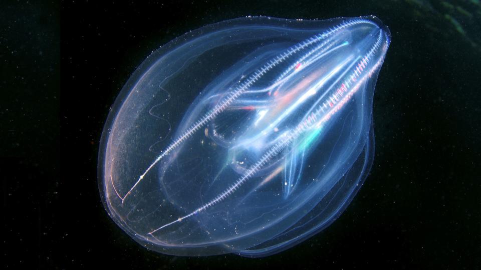 A glowing blue and pink Warty Comb Jelly, Mnemiopsis leidyi, swimming in the Black Sea