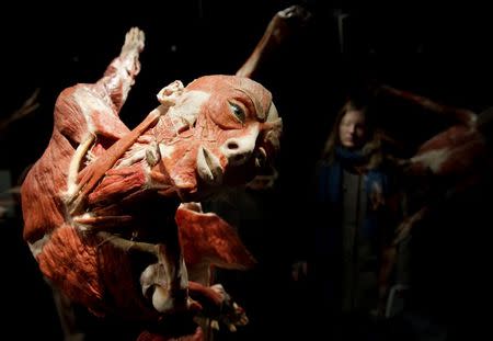 A visitor looks at plastinated human bodies during a press preview prior to the opening of "Body Worlds" permanent exhibition by German anatomist Gunther von Hagens at the Menschen Museum in Berlin February 17, 2015. REUTERS/Stefanie Loos